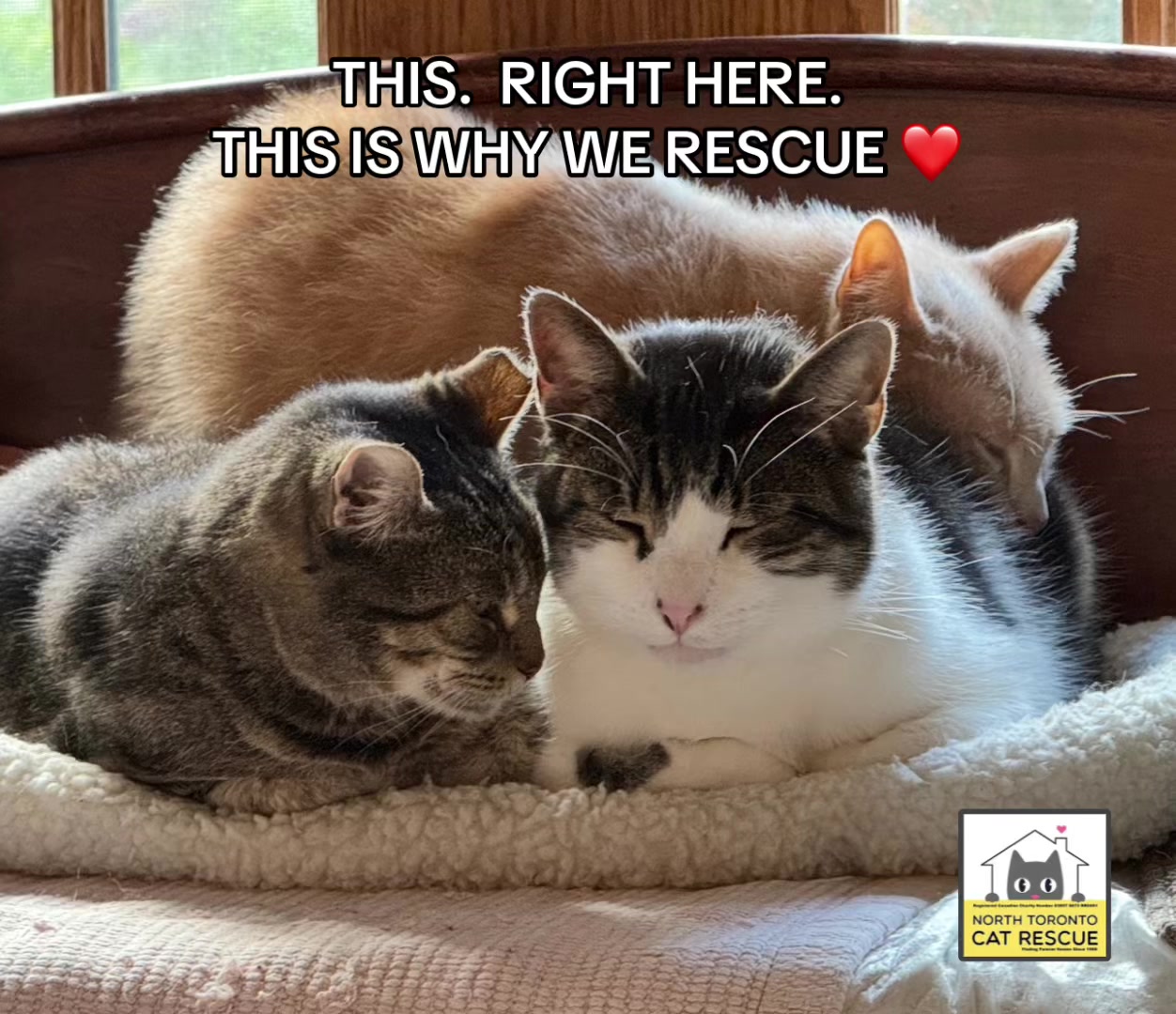 @North Toronto Cat Rescue