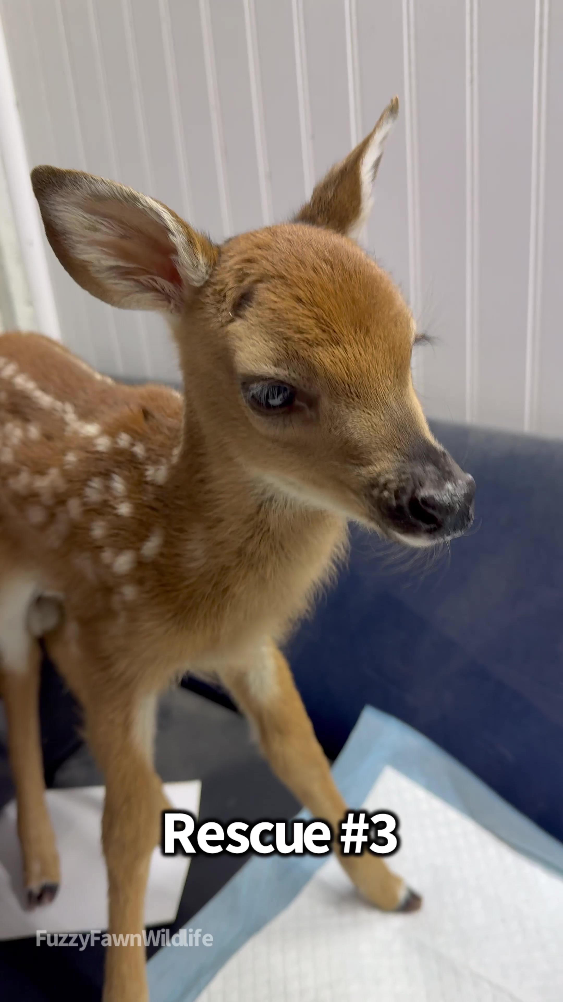 @Fuzzy Fawn Wildlife