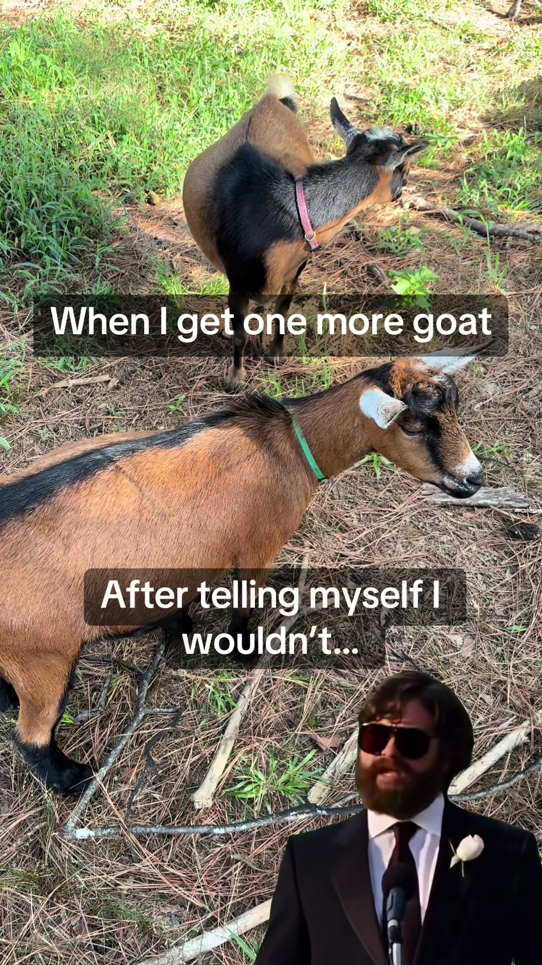 @Sierra_TSWFarms - 🐐🥛🐝