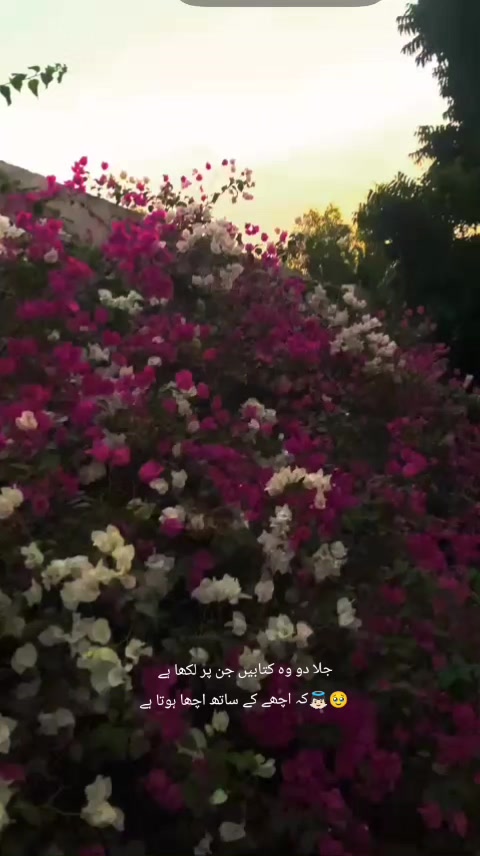 @ماہرہ ملک⚜️🪽