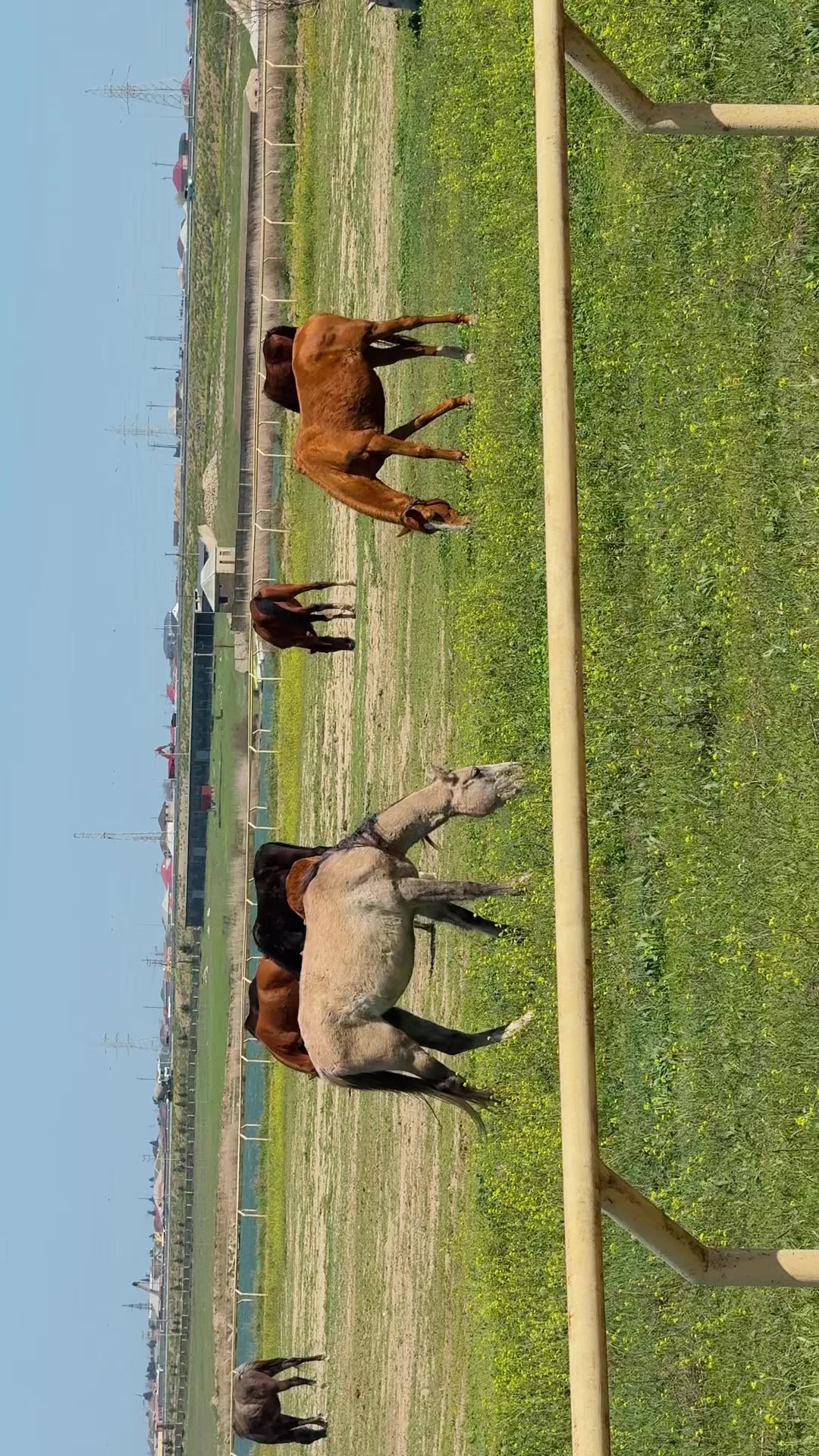 @Omar Atçılıq Klubu