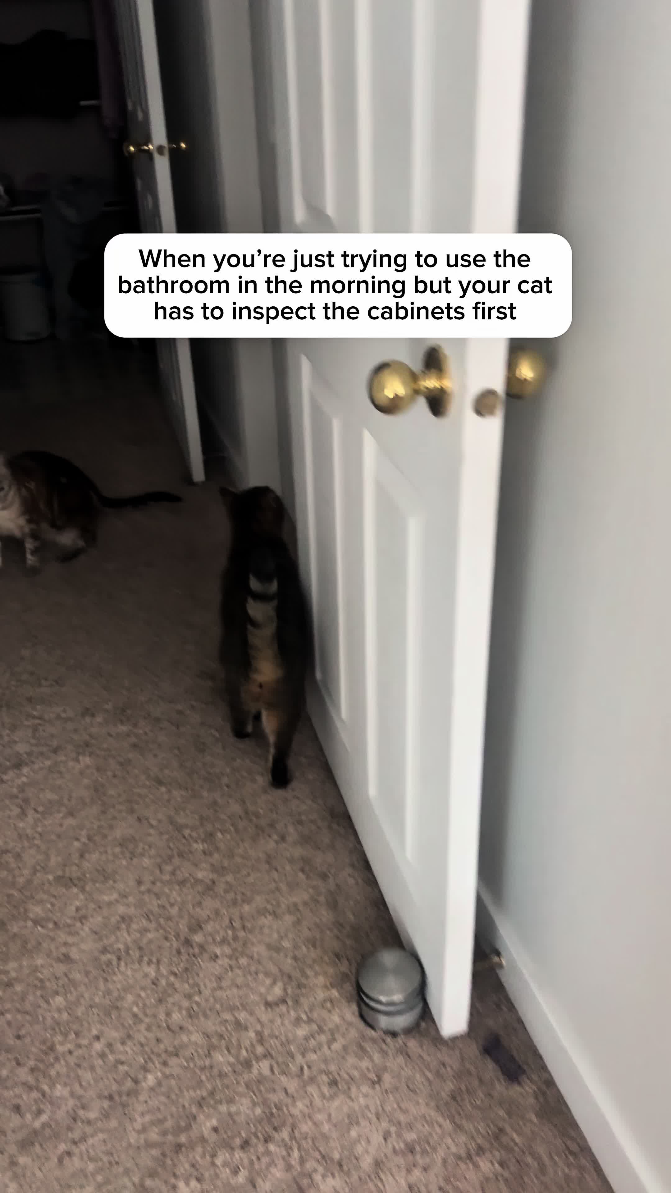 @Three Nawty Cats