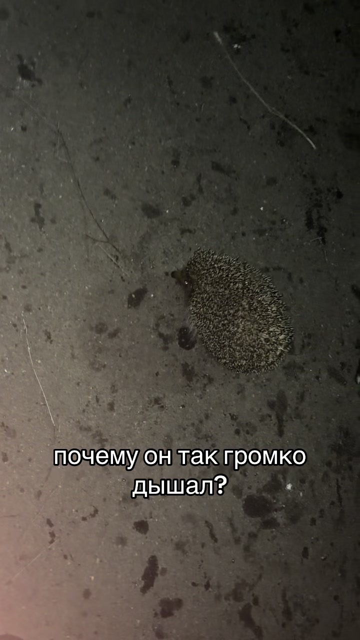 @n1kbond🎭
