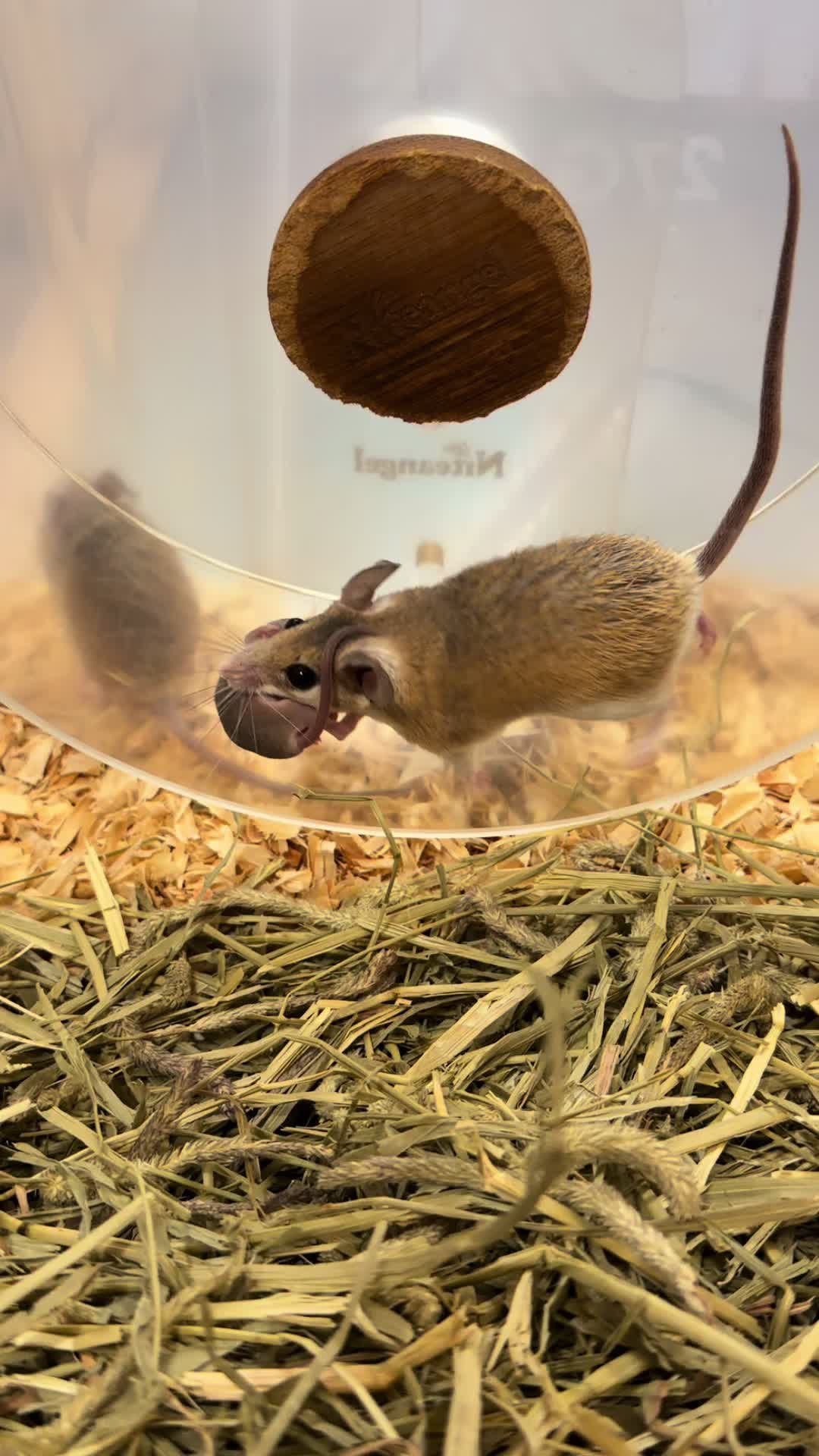 @Tiny Tails Mousery