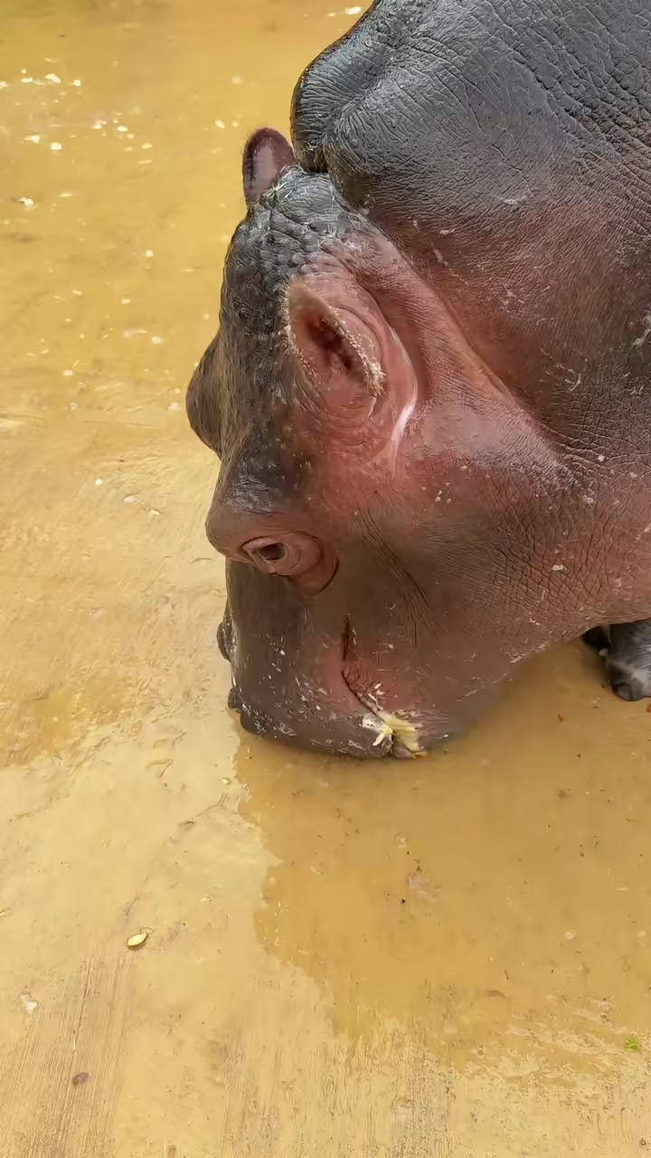 @Hippo