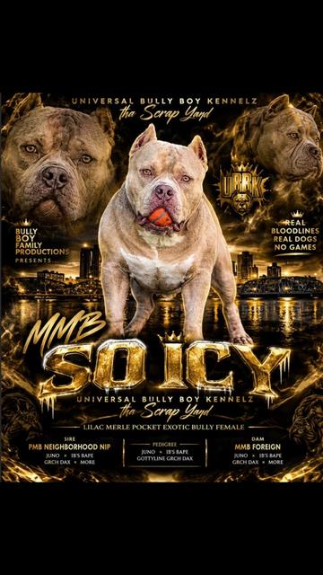 @BULLY BOY FAMILY PRODUCTIONS