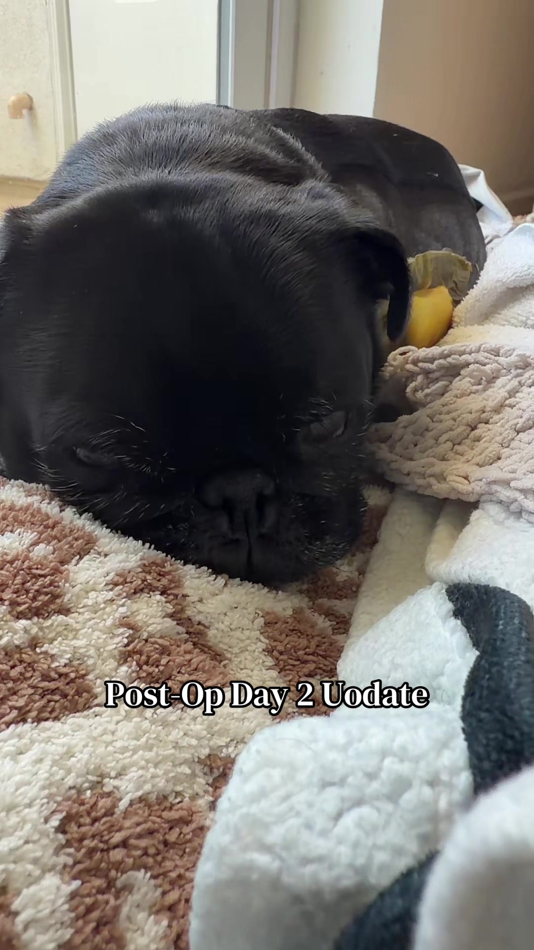 @Thedistracteddogmom