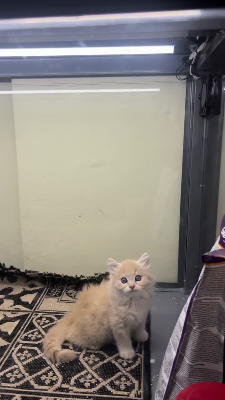@pets.passion1