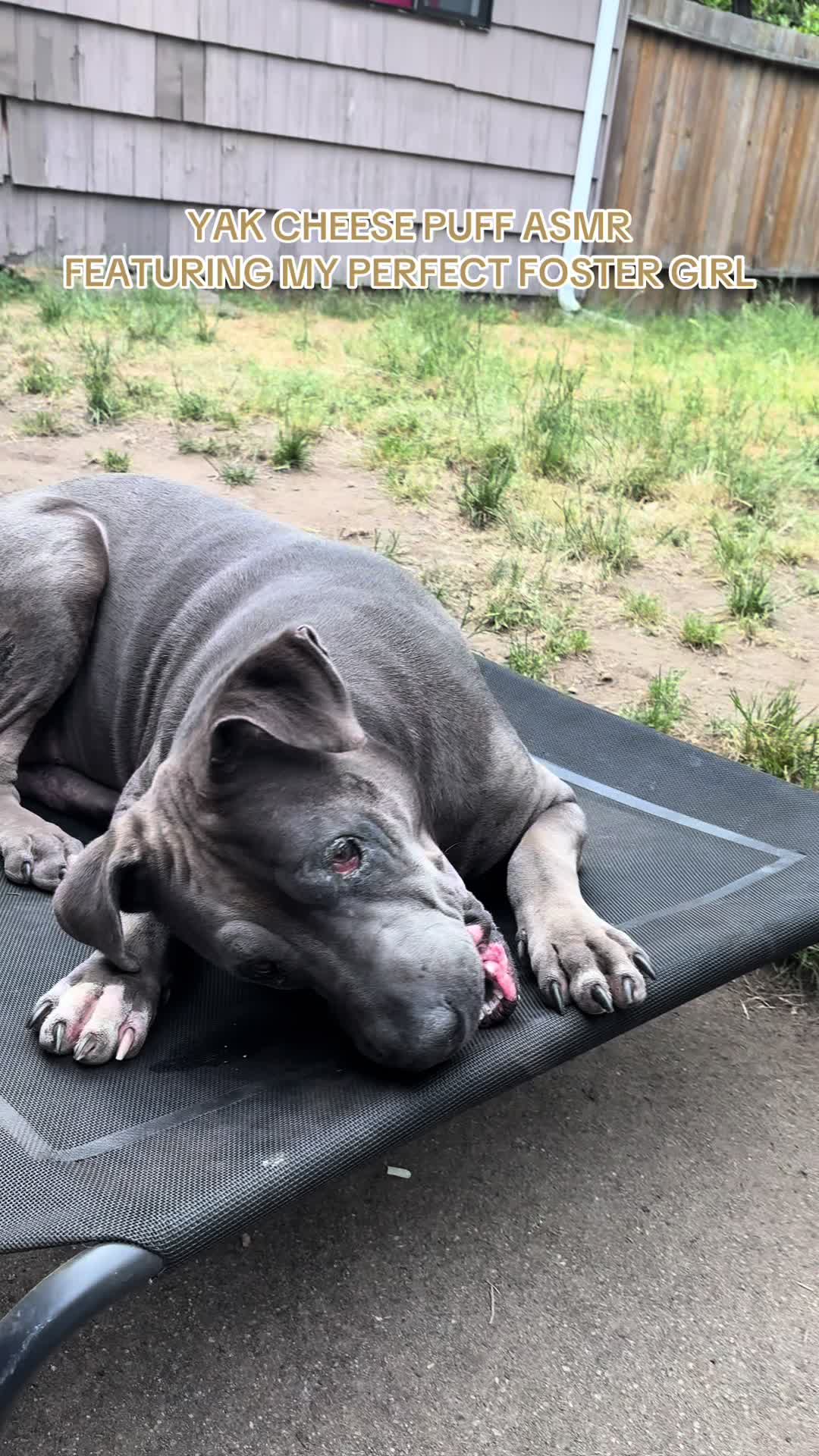 @kai_TheDogMother 🐶🐾