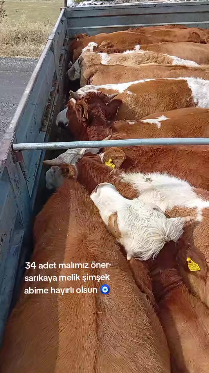 @Emre Gülmez