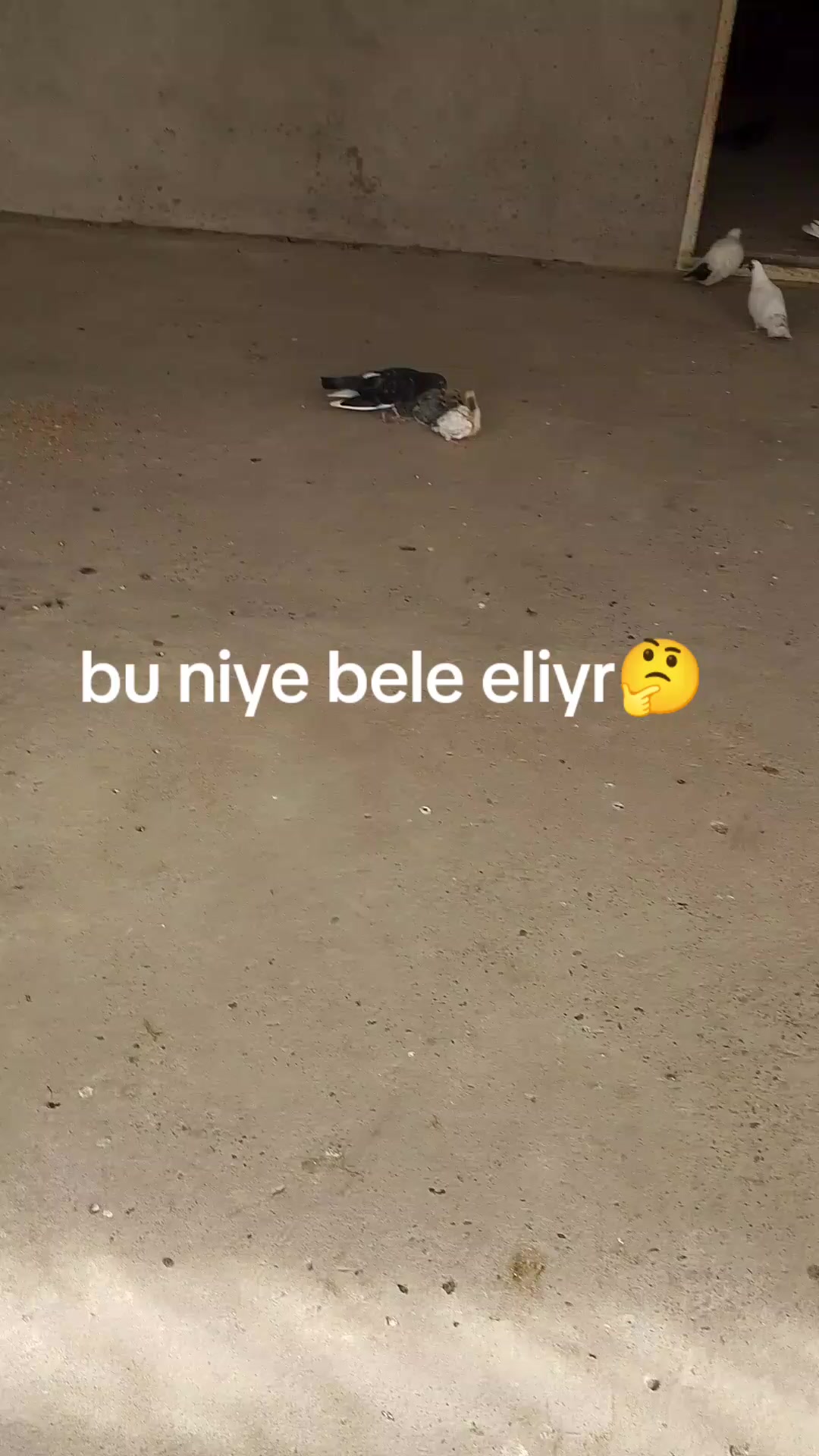 @🖤🖤