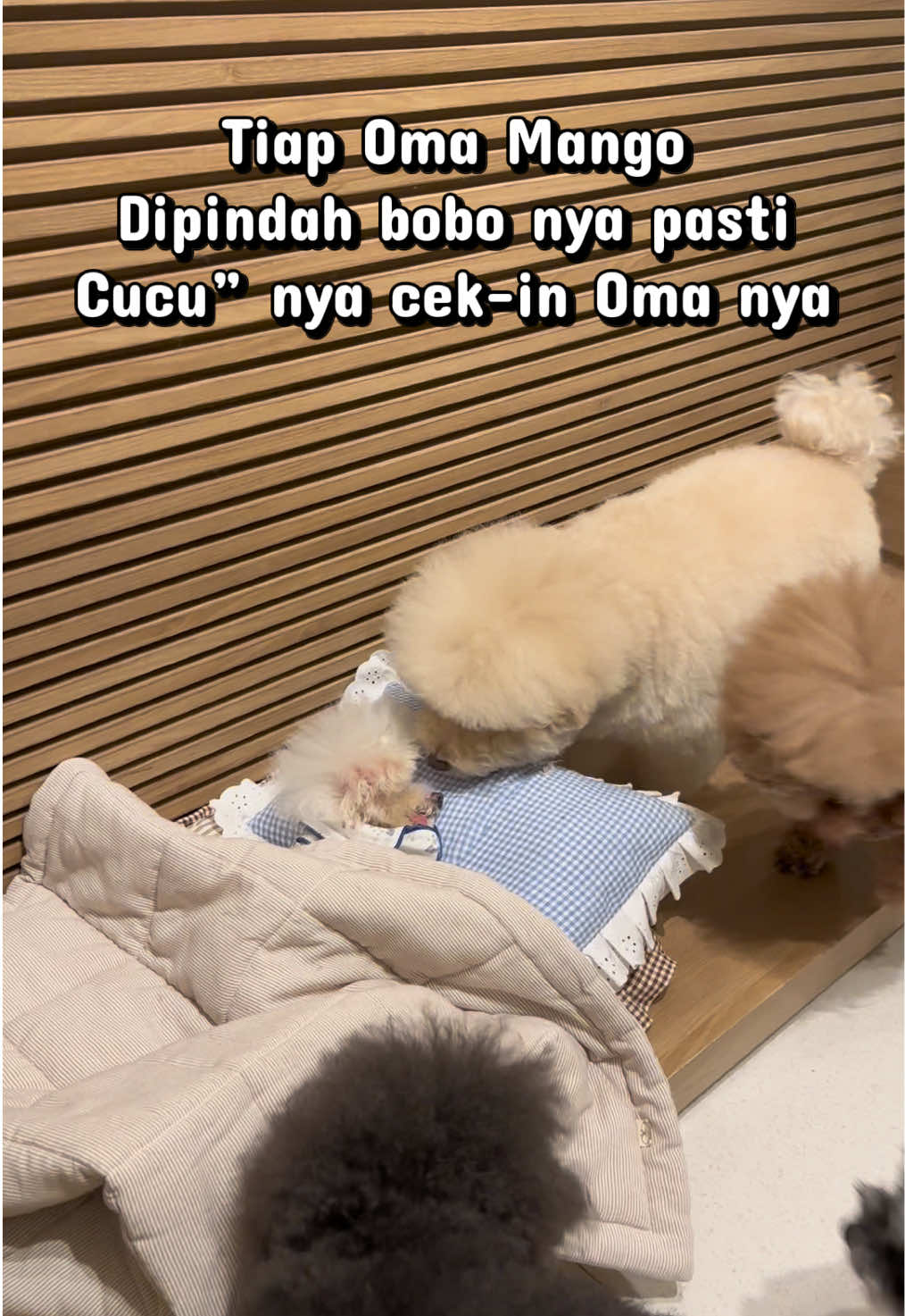 @Jiro and the poodle gang