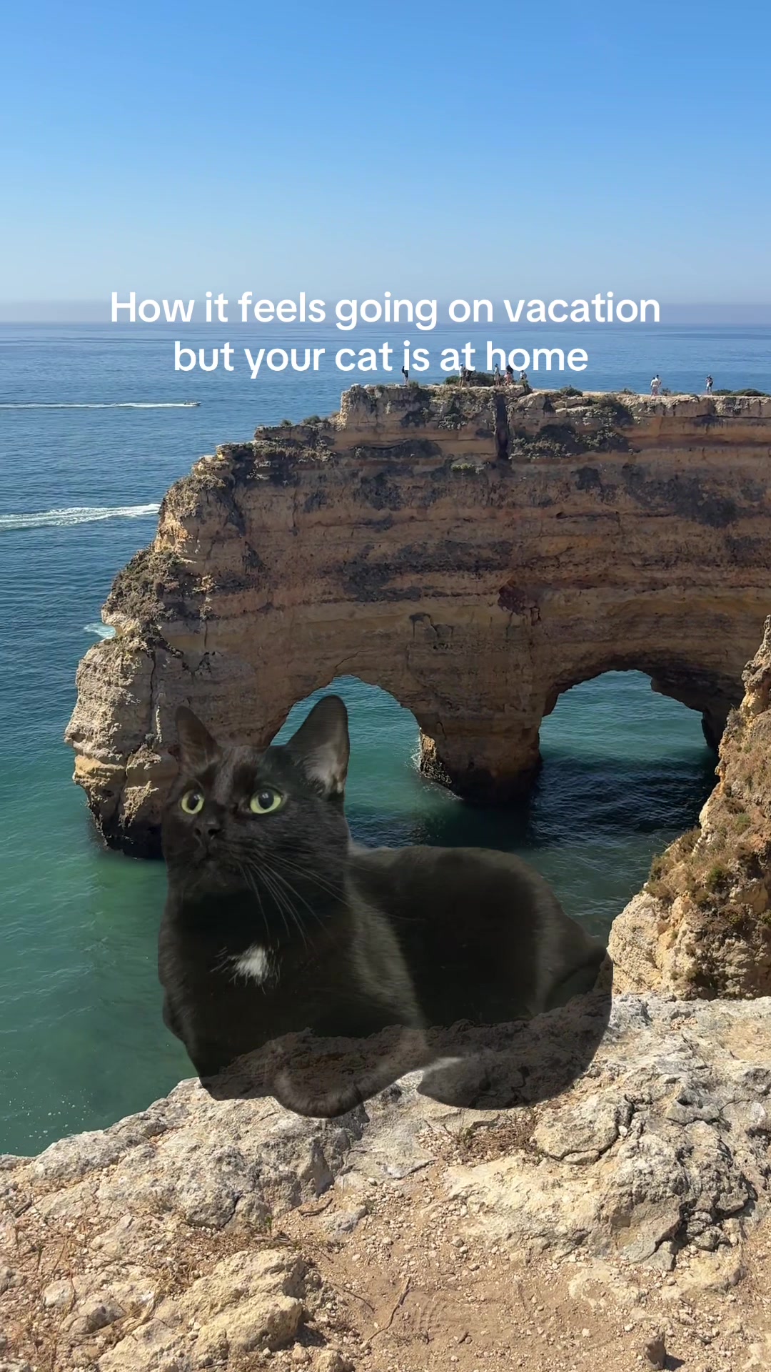@ElaineTheCat