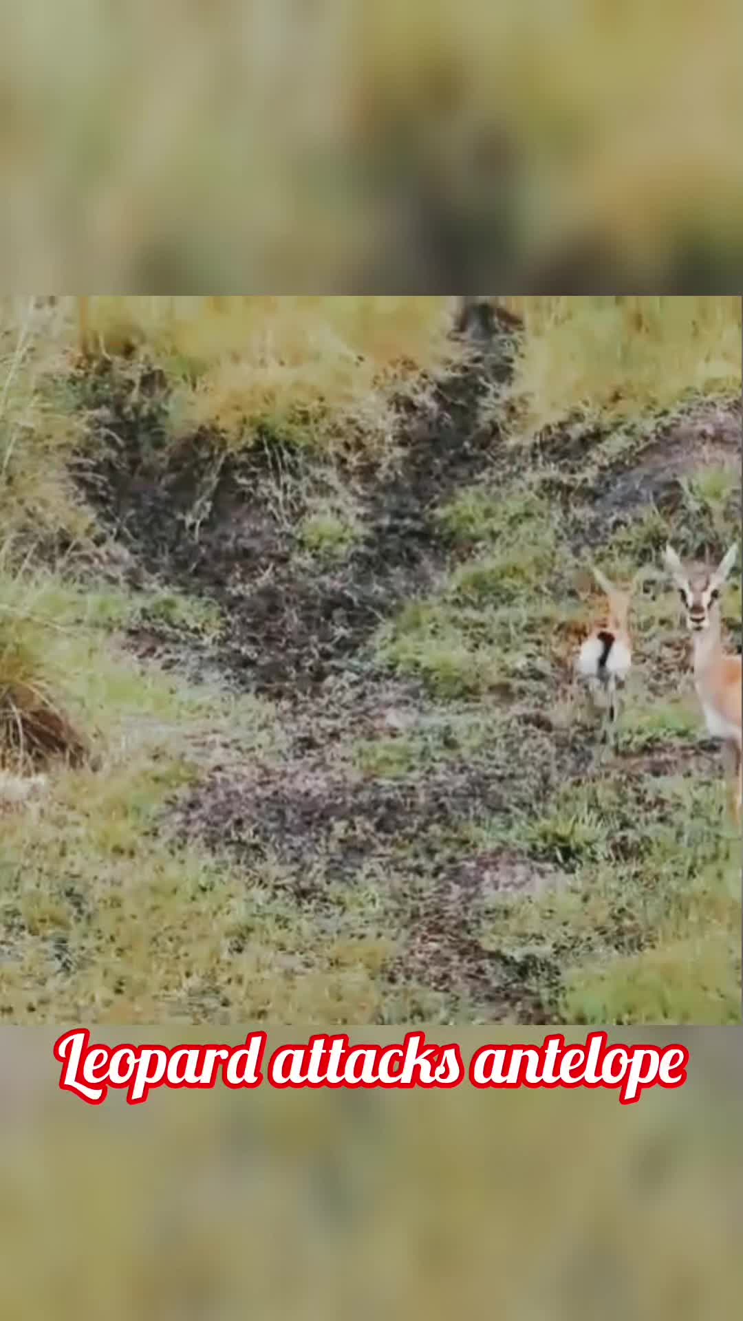 @animal9