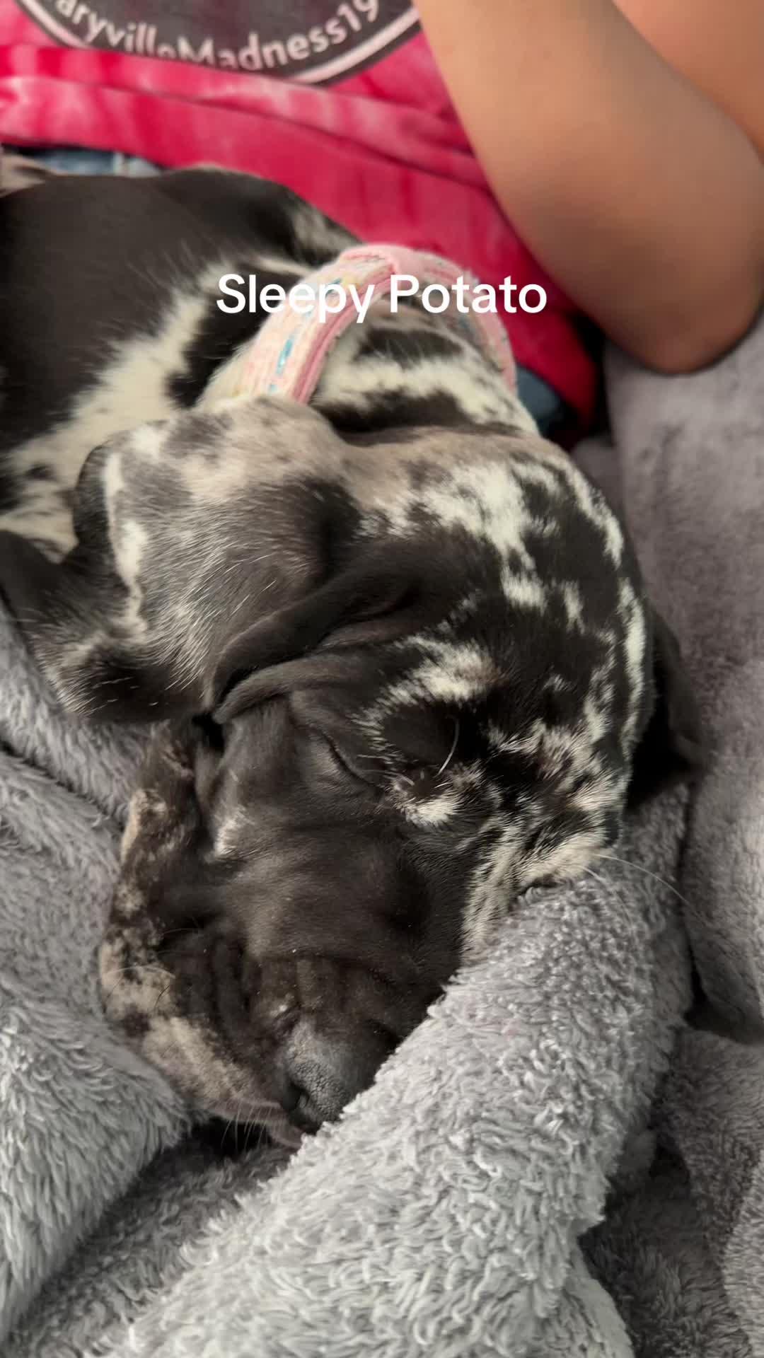 @Schmidtstl
