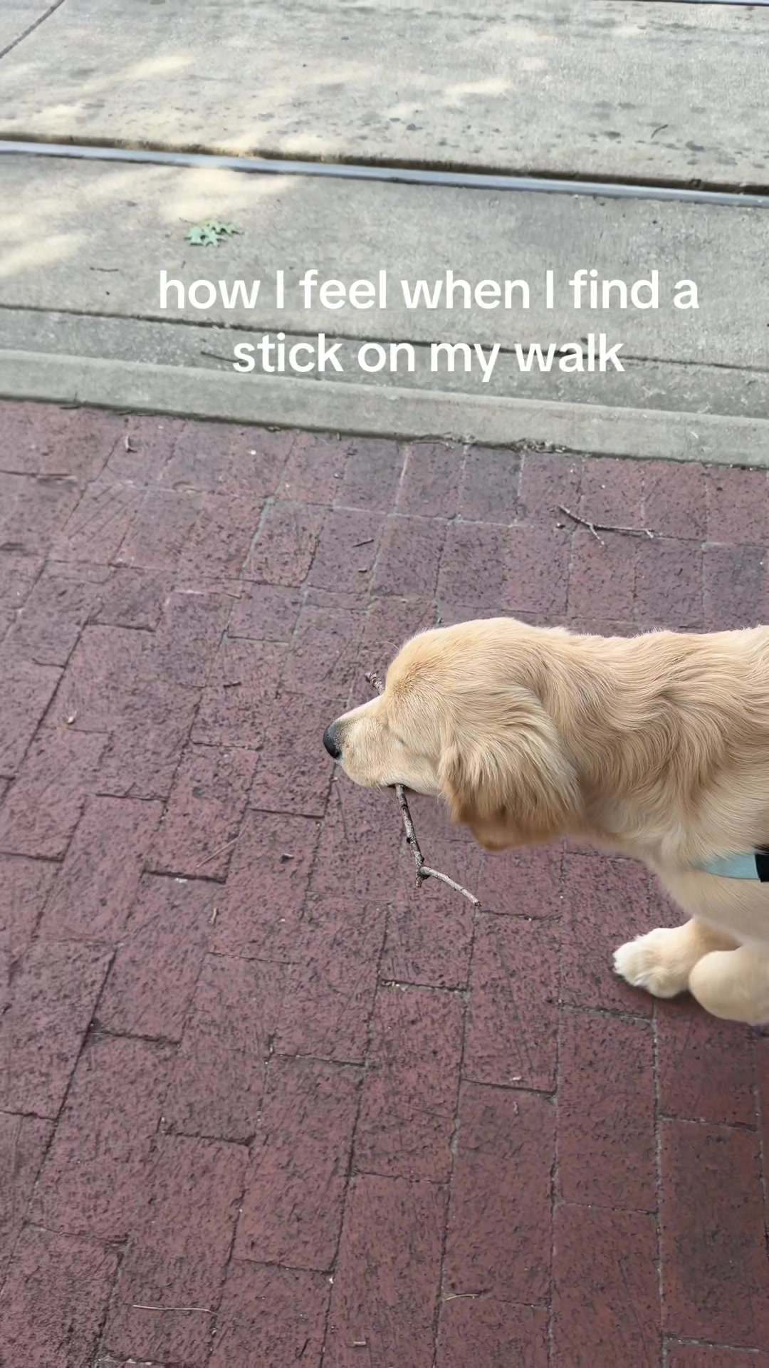 @Luca the Golden