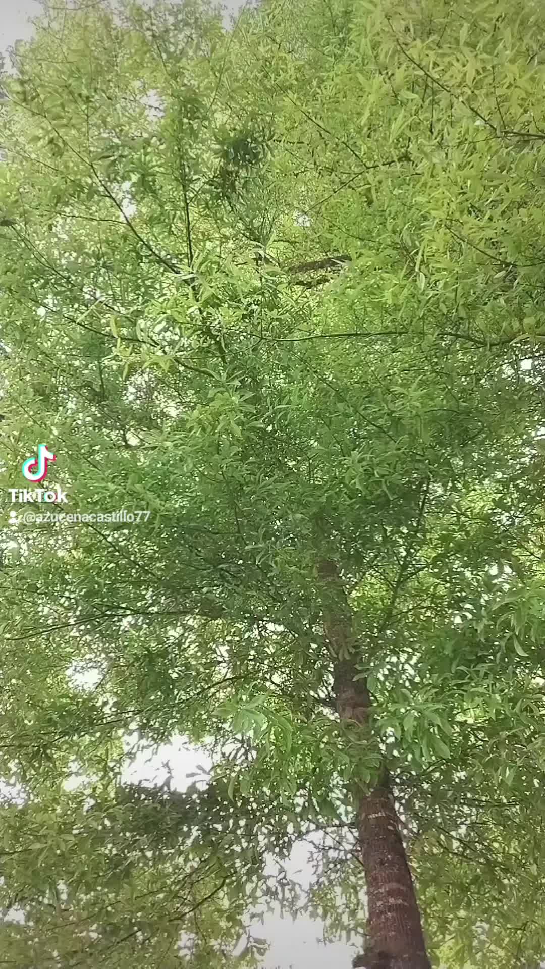 @Azucena Castillo