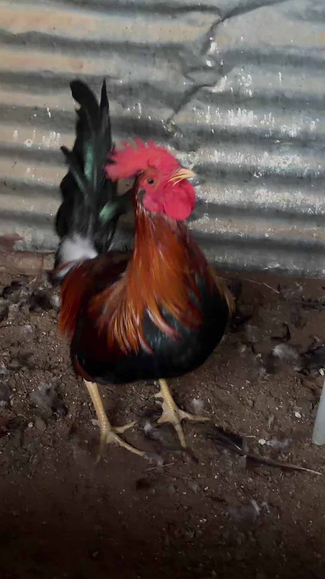 @Stranger Game Farm