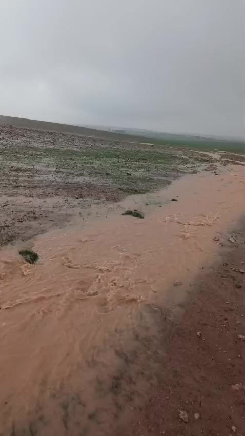 @سعود_ القحطاني