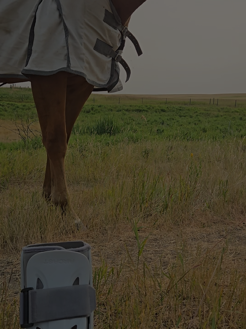 @Barrel Racing Journey