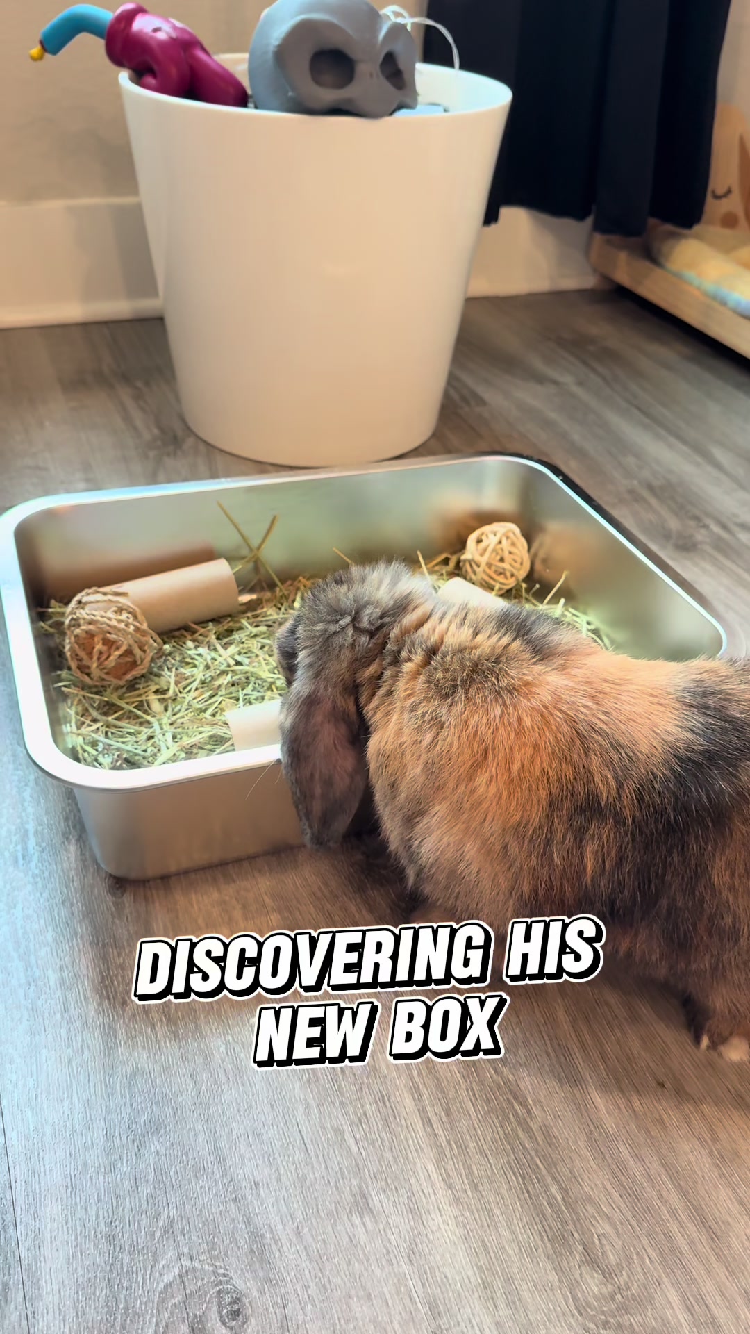 @Cookie and Twix the Bunnies