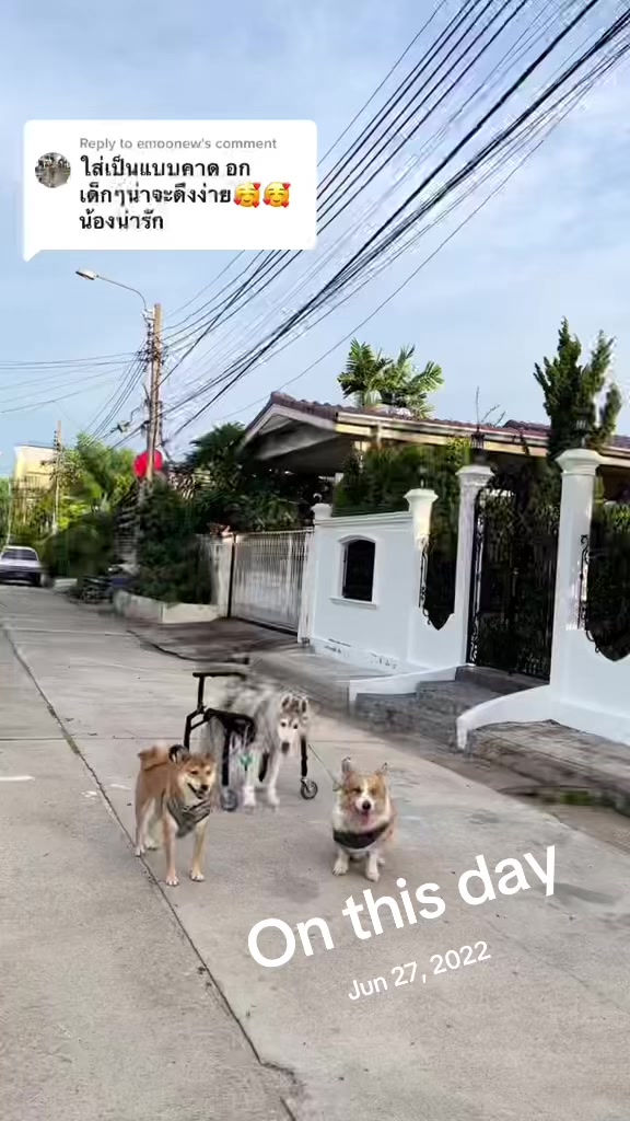 @Hachi Family 🐶🐕🦊