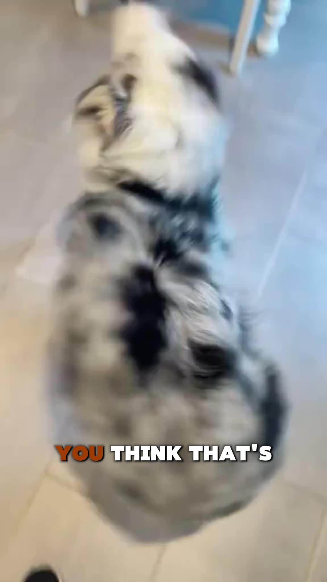 @PawblemsDaily