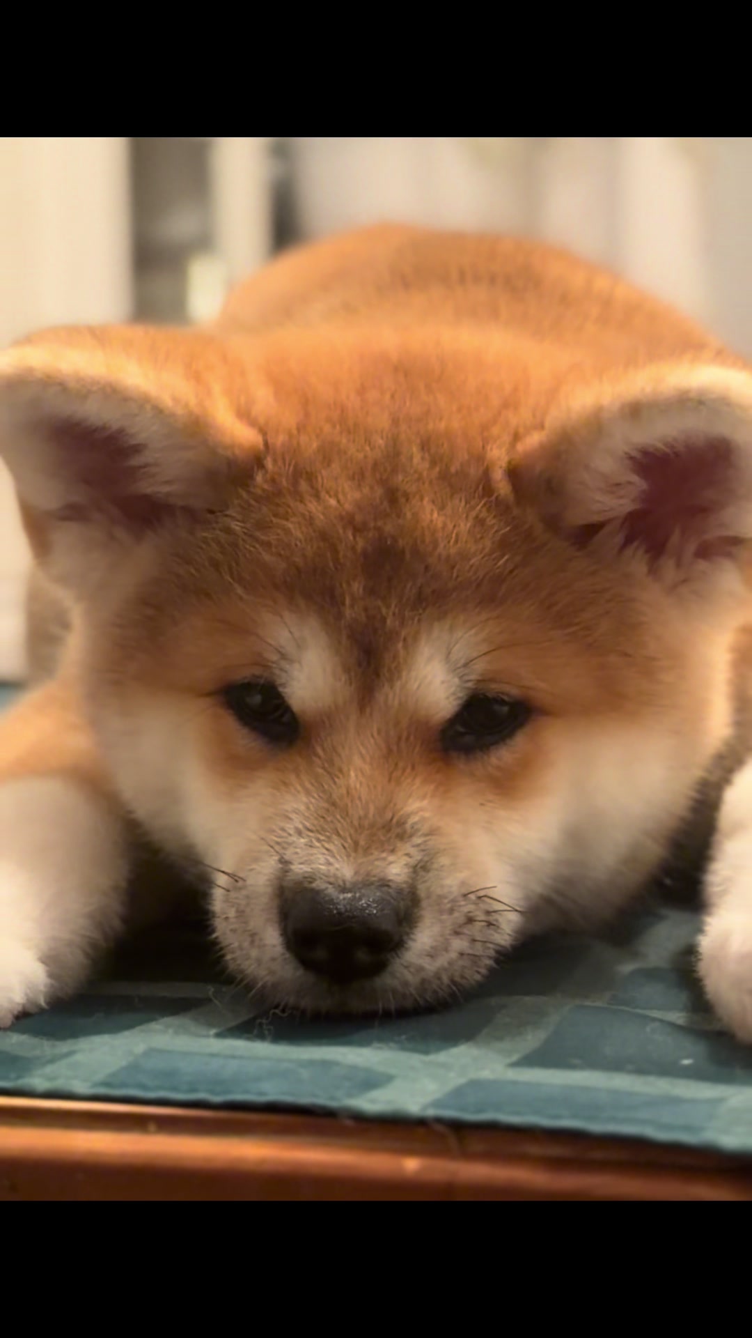 @oh_myakita