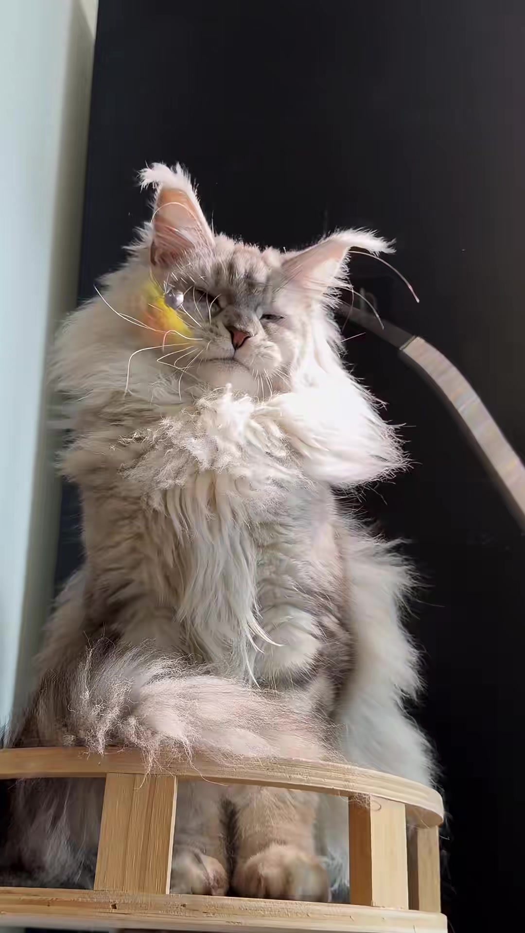 @Majestic Maine Coons 🐾