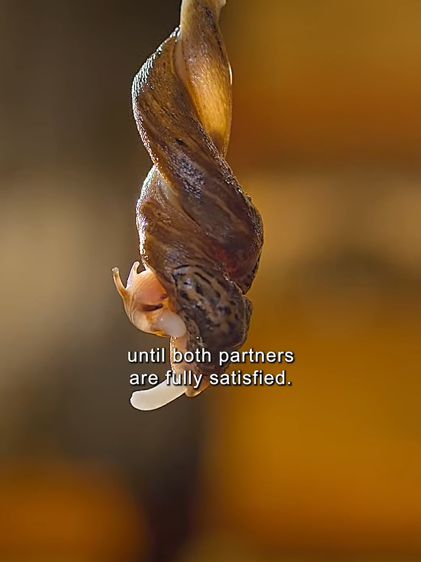 @Animal Life