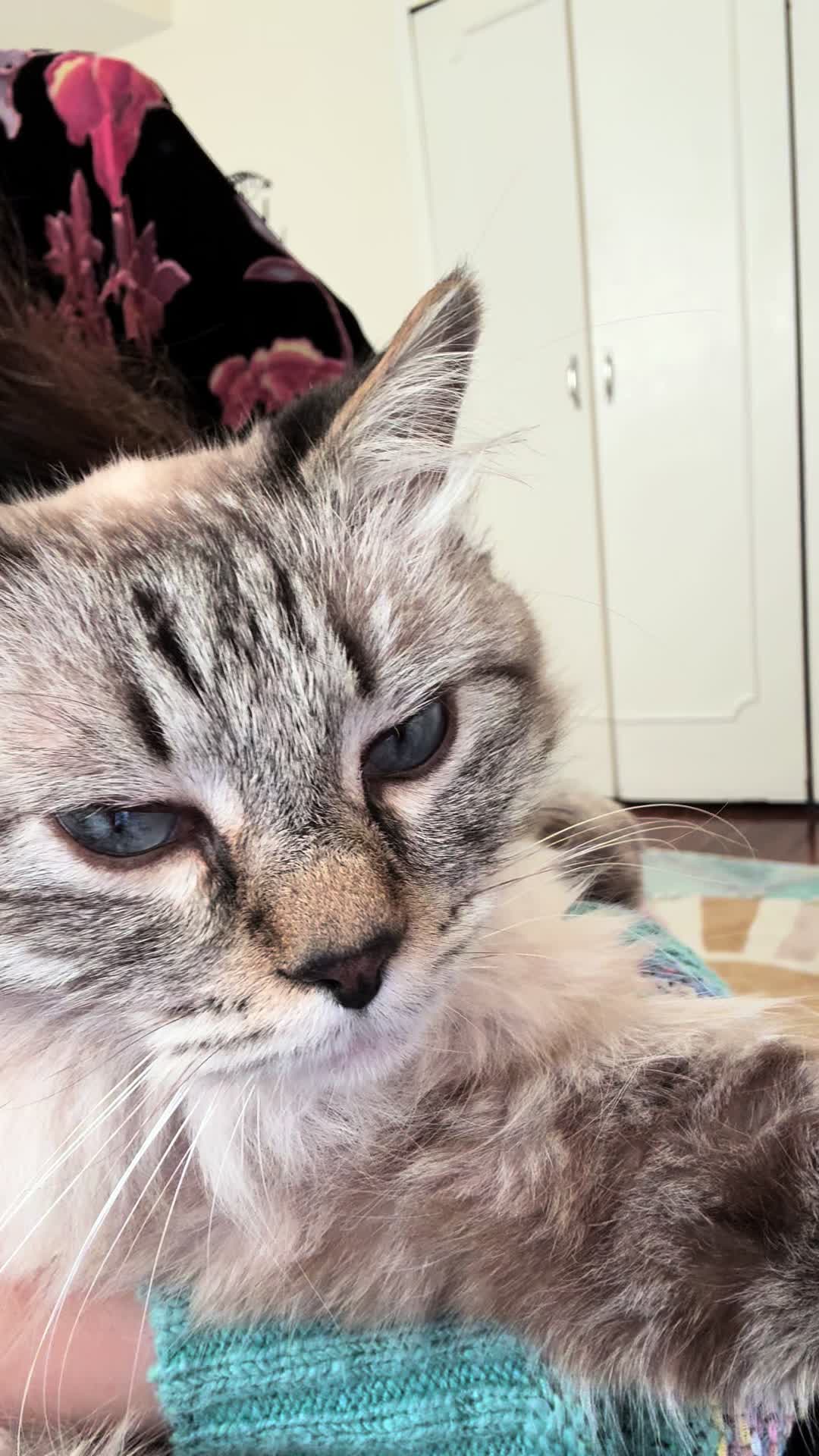 @Brock Meowsnar