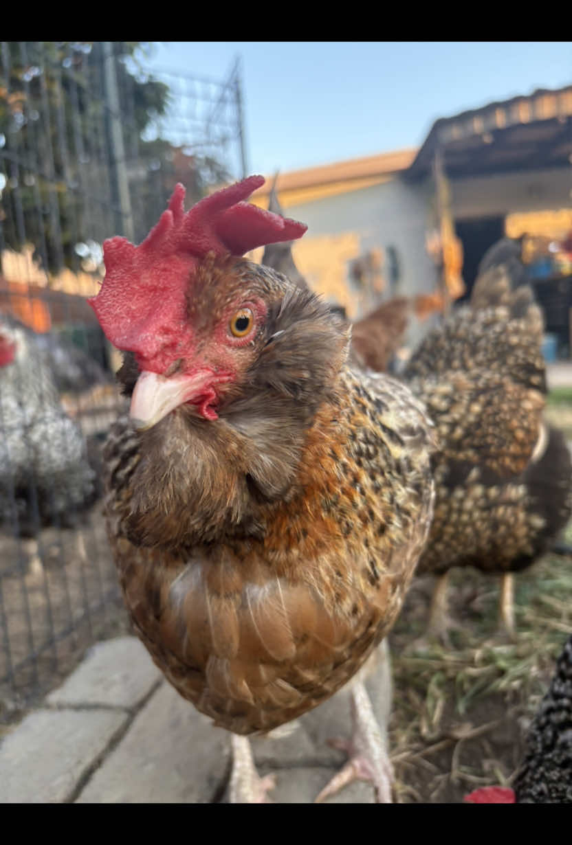 @Seven_mightyhens