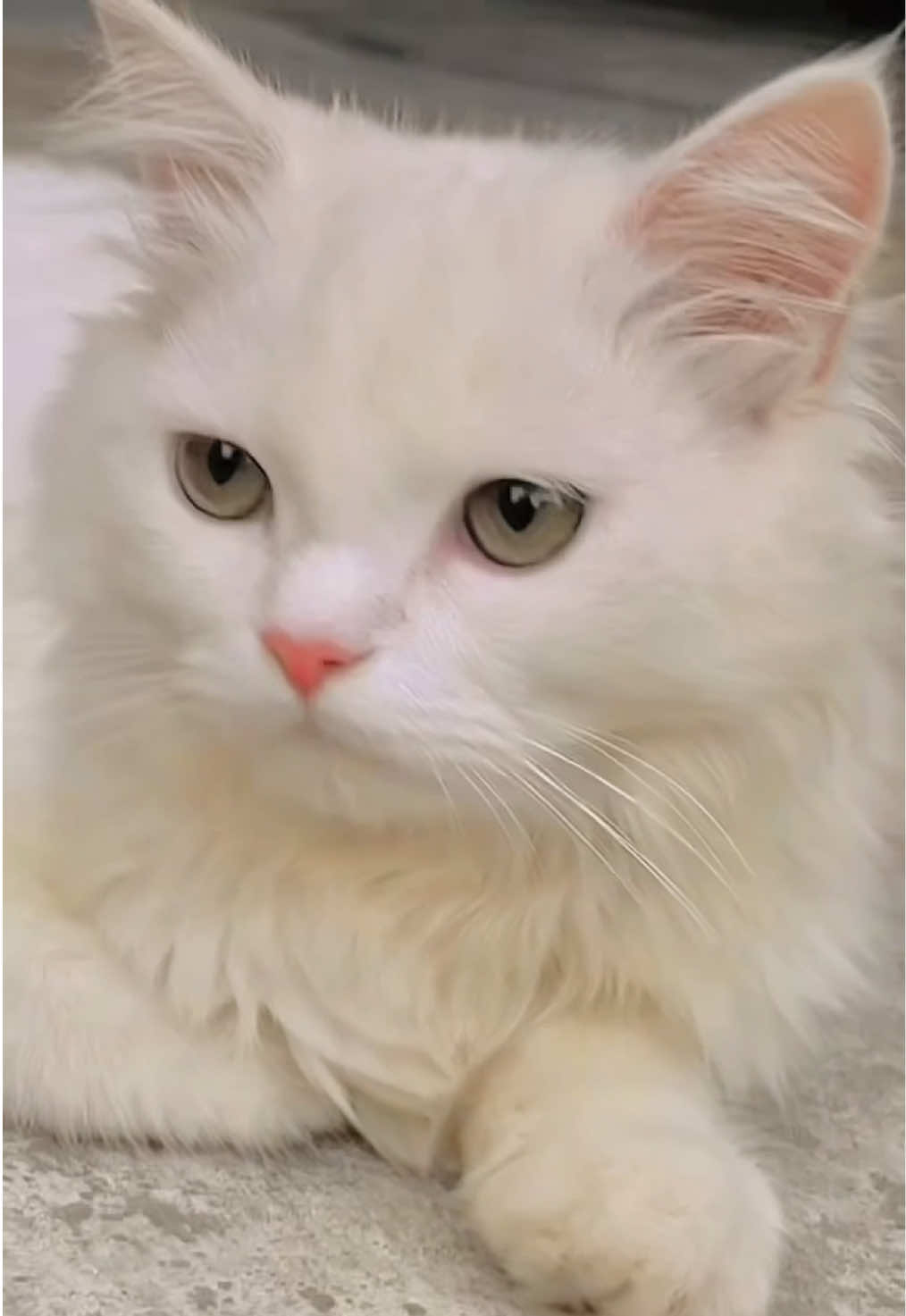 @KîTKáT😻