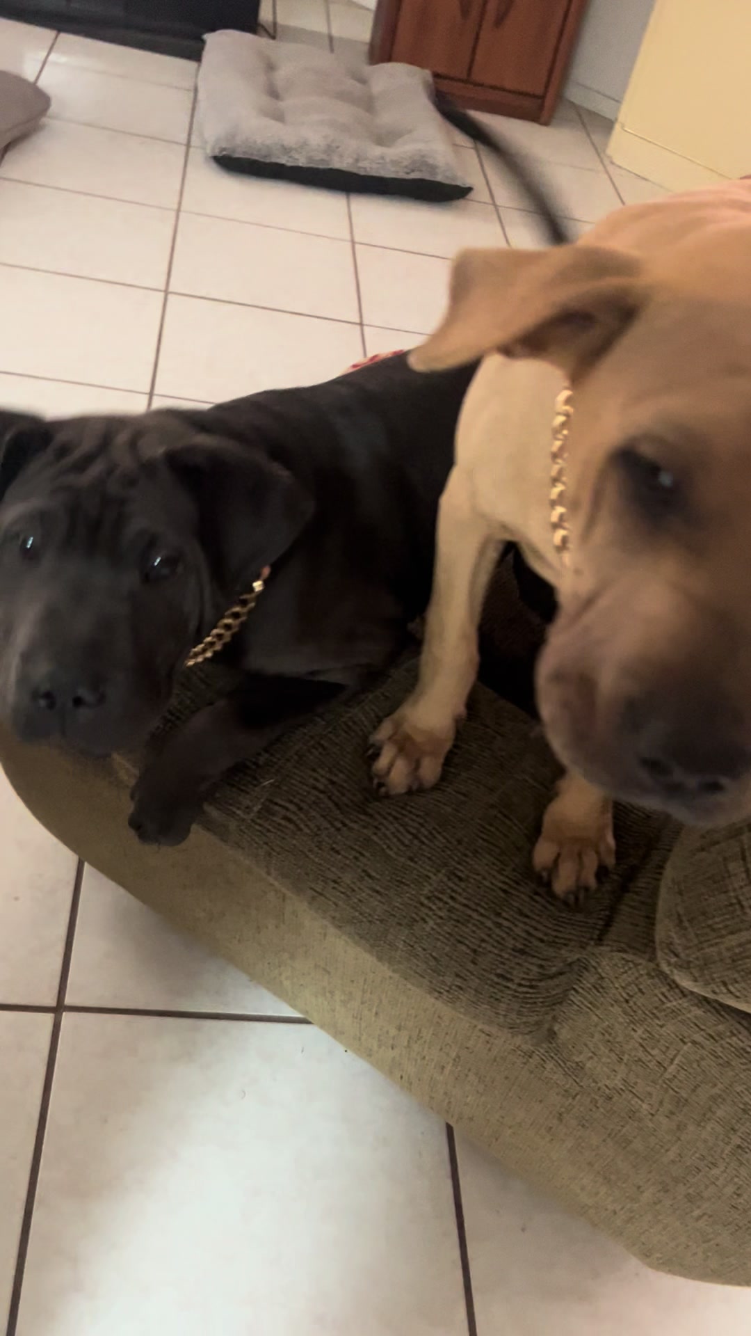 @Bean Bag Boys 🐾🦴