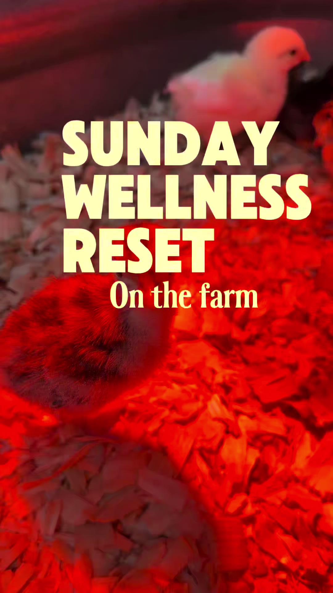 @Ally | Farm Wife