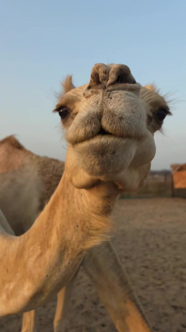 @funny:)animalsbytwins