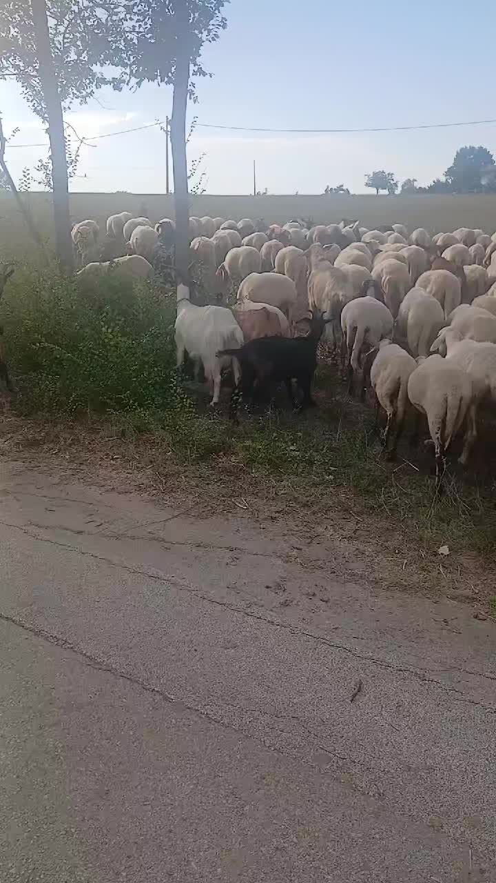 @Amato della vecchia