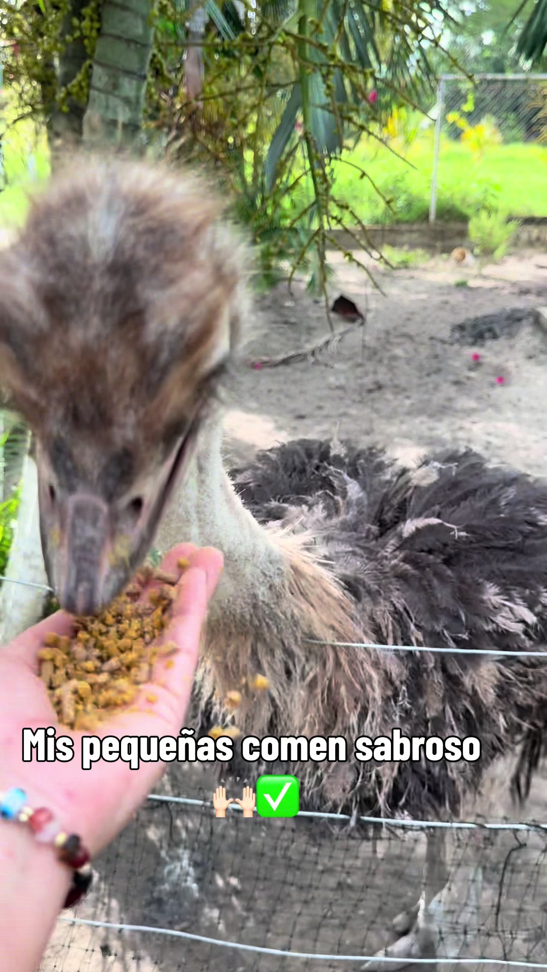 @Granjamascotalandiayaracuy