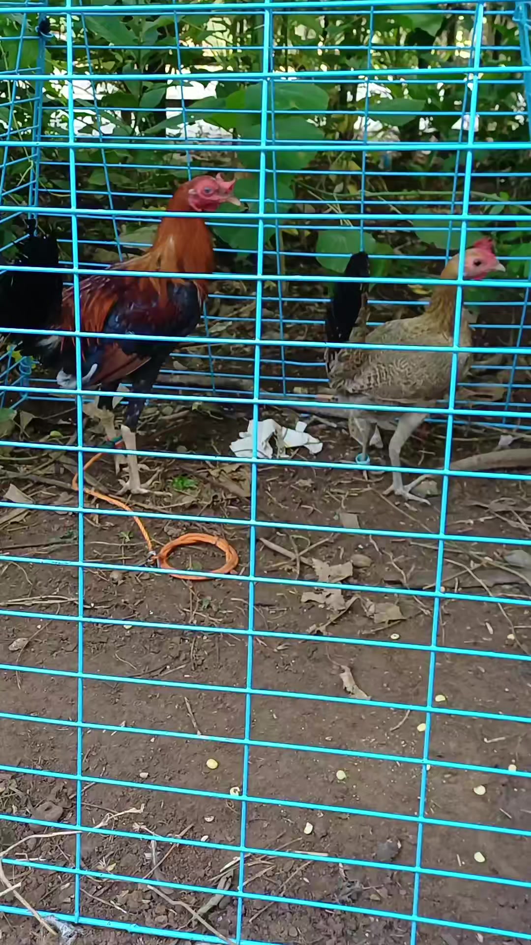 @6ix 2wo 1ne GameBirds