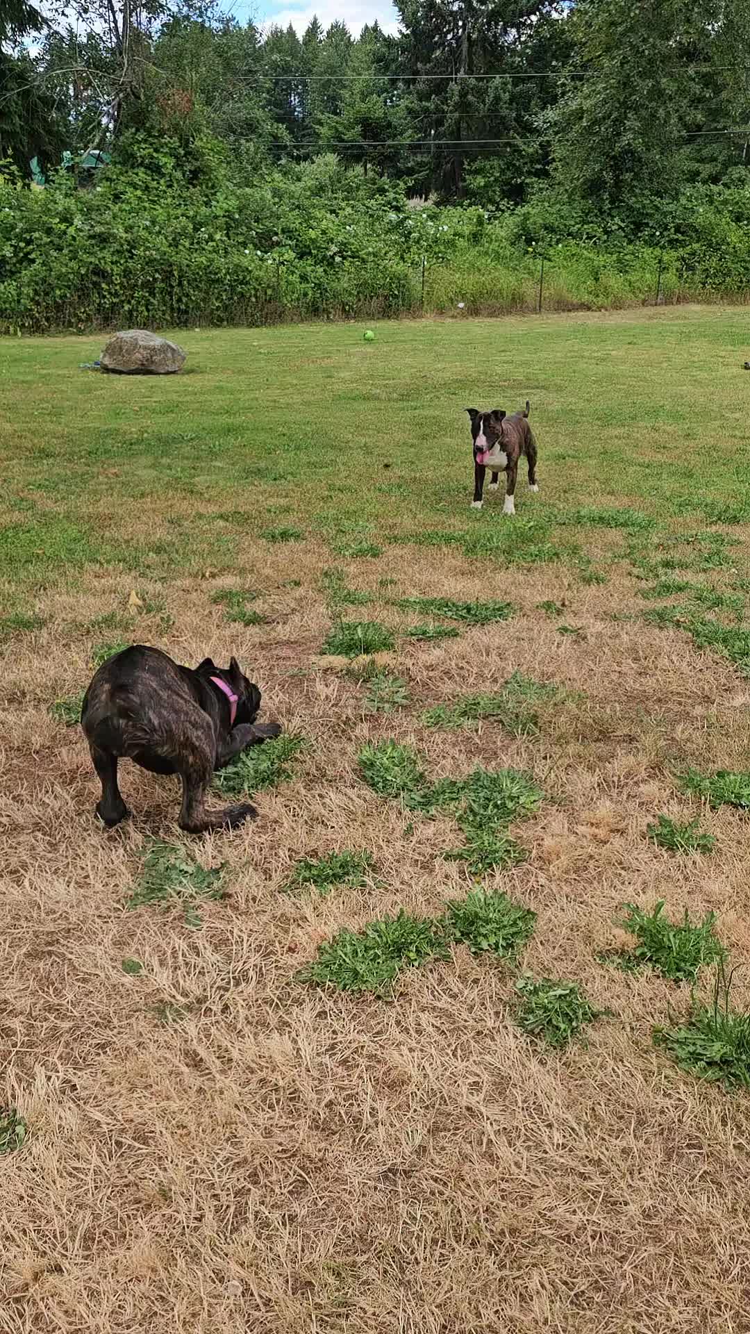 @SalmonCreekCaneCorso