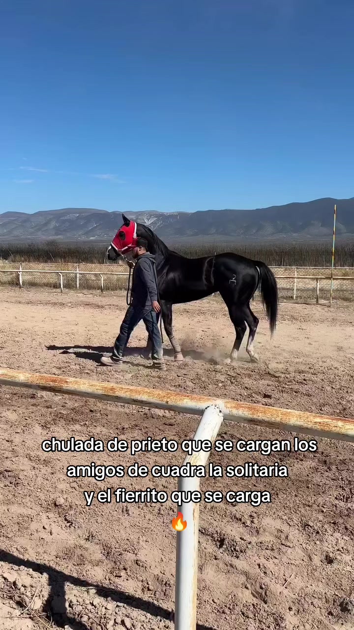@carriles altos de jalisco🐎