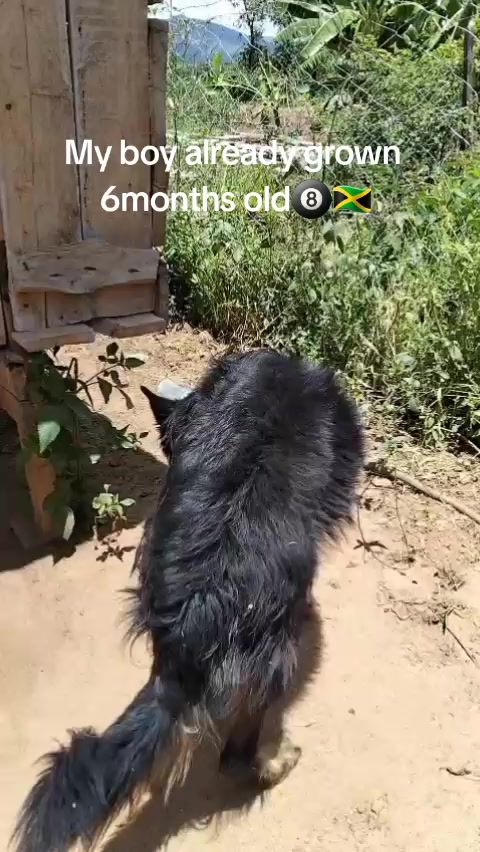 @issa farm📉