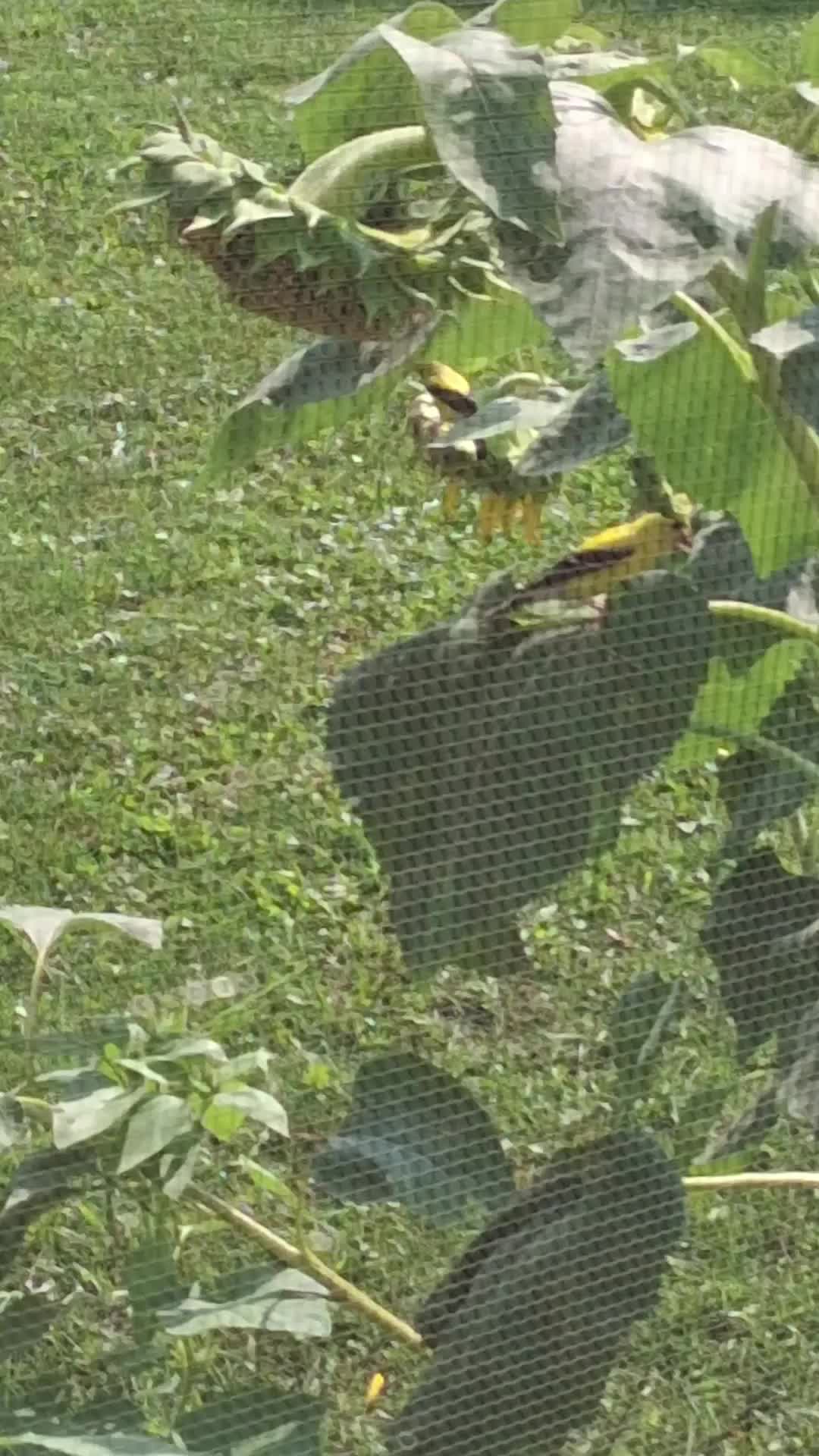 @Threelittlebirdz