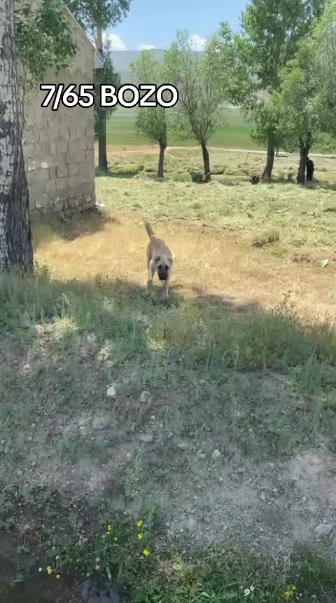 @Yusuf saldık