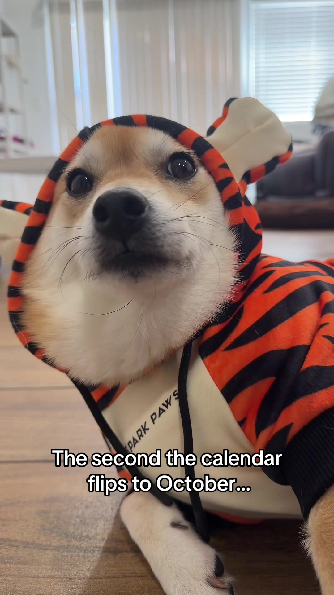@Flock of Shibas 🐕🐕🐕