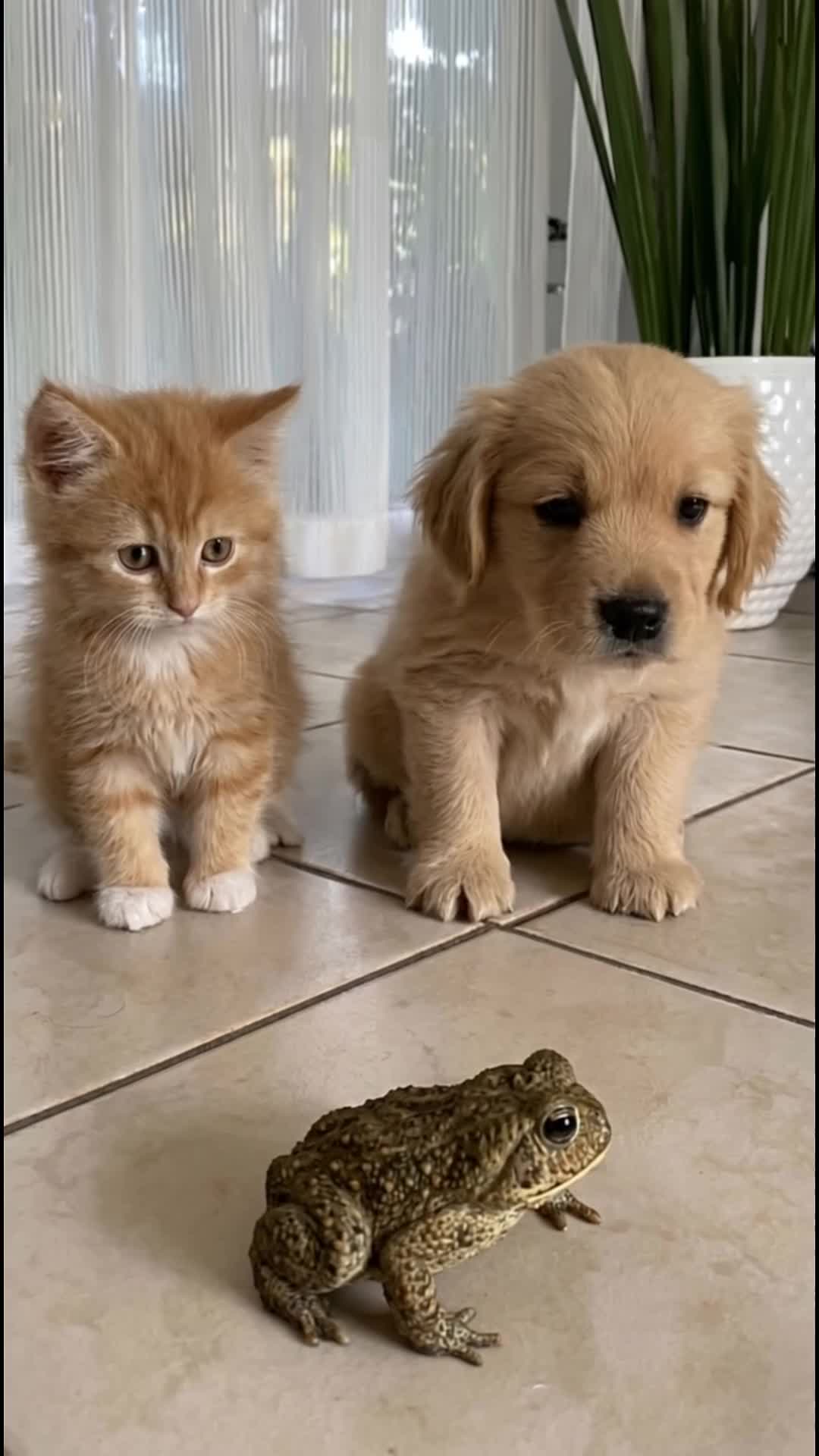 @middlepets