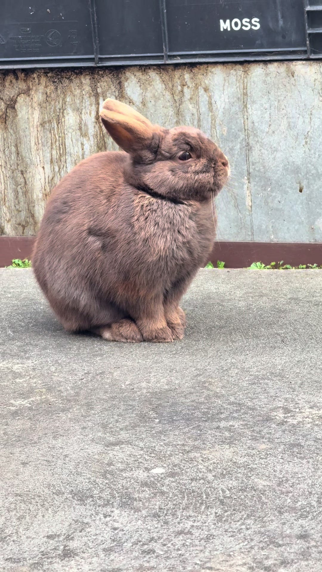 @Chocolate and Cheeto 🐶🐰