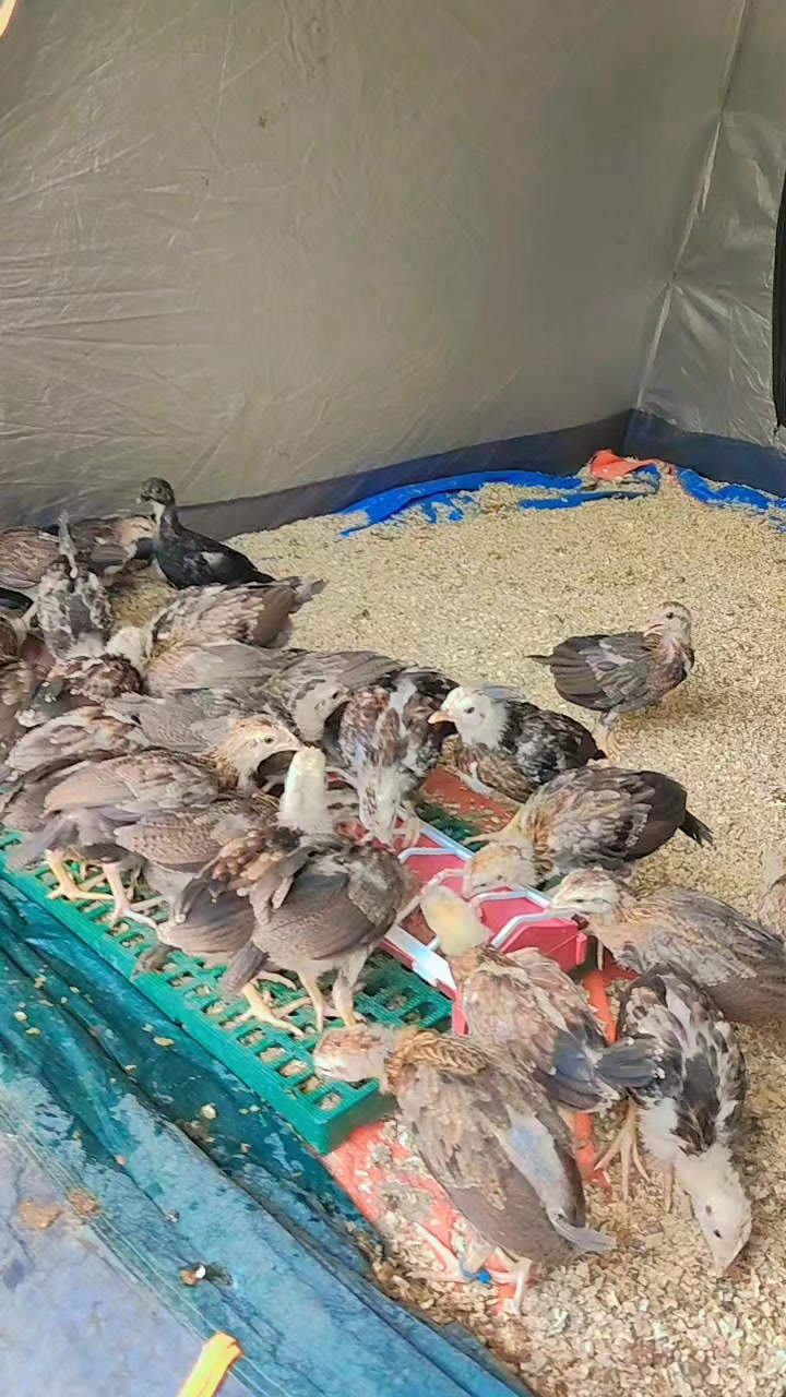 @RDDgamefowlbreeder