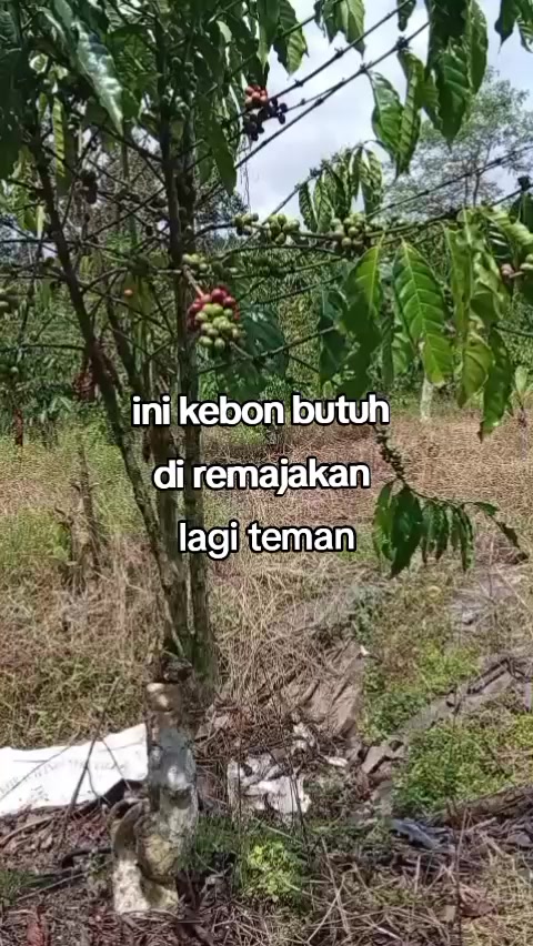 @petani