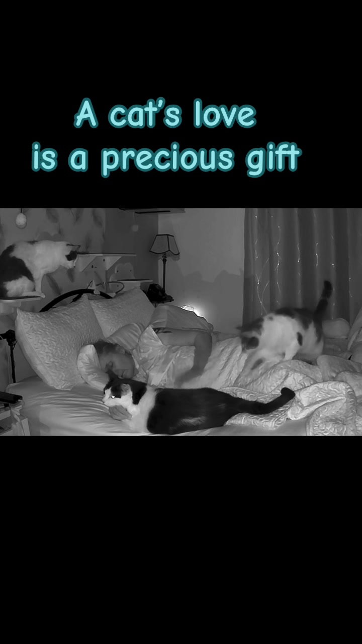 @romina_mycatfamily